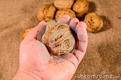 Walnut in a male hand above the sackcloth Stock Photo