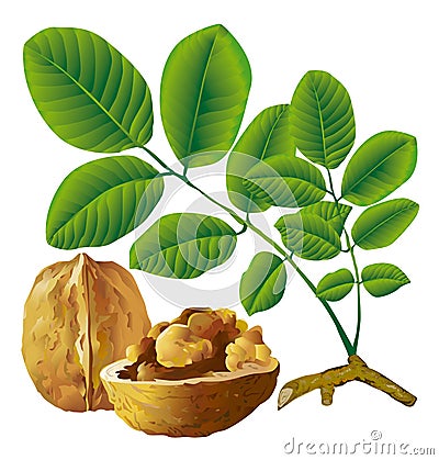 Walnut nut with leaf Vector Illustration