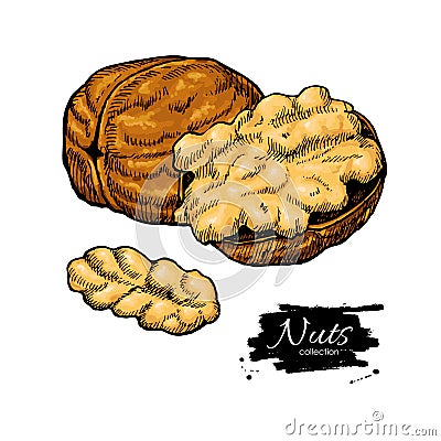 Walnut nuts vector hand drawn illustration. Artistic colorful sketch food objects Vector Illustration