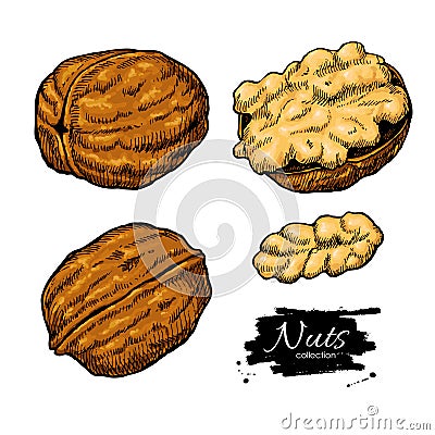 Walnut nuts vector hand drawn illustration. Artistic colorful sketch food objects Vector Illustration