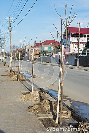 Walnut seedlings planted along road Stock Photo