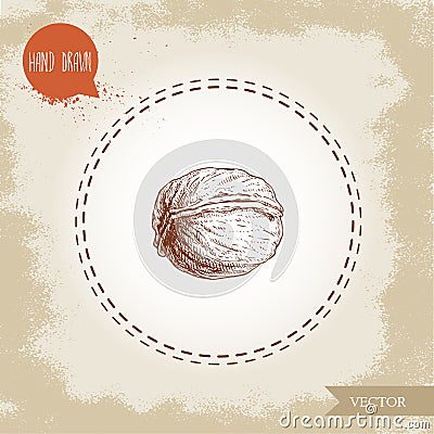 Walnut sketch hand drawn. Eco and super food on vintage background. Vector Illustration