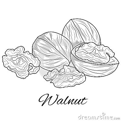 Walnut sketch. Nut.Coloring for children and adults Vector Illustration