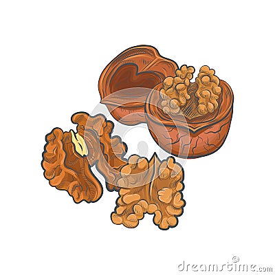 Walnut sketch vector illustration Vector Illustration