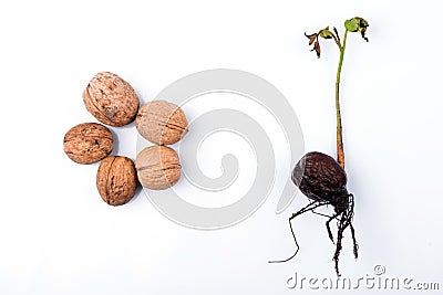 The walnut sprouts. walnut grows. cultivation of walnuts Stock Photo