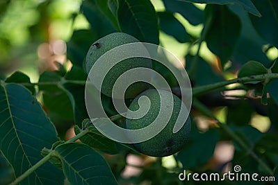 Walnut tree in the forest. Nuts on the tree Stock Photo