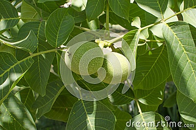 Walnut tree grows awaiting harvest Stock Photo