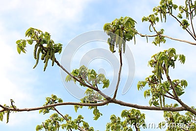 The walnut tree has bloomed Flowers - the earrings are beautiful Stock Photo