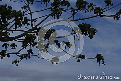 The walnut tree has bloomed Flowers - the earrings are beautiful Stock Photo