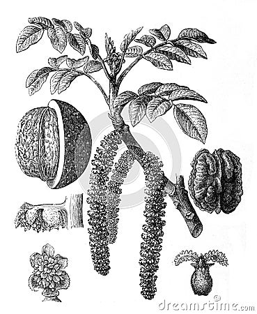 Walnut tree or plant Juglans regia / Antique engraved illustration from Brockhaus Konversations-Lexikon 1908 Cartoon Illustration
