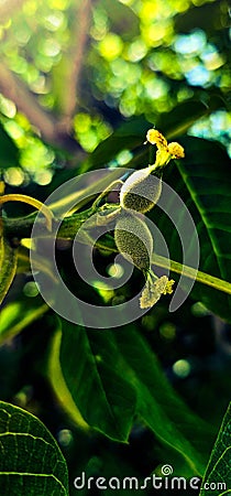 walnut on the tree ripe small after flower first harvest Stock Photo