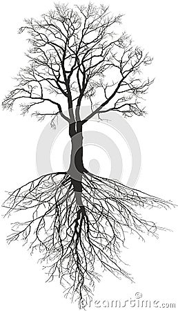 Walnut tree with roots Vector Illustration