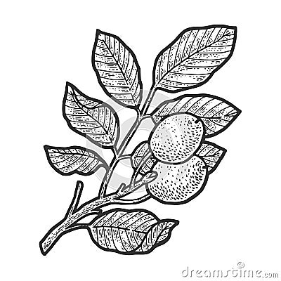Walnut tree sketch vector illustration Vector Illustration