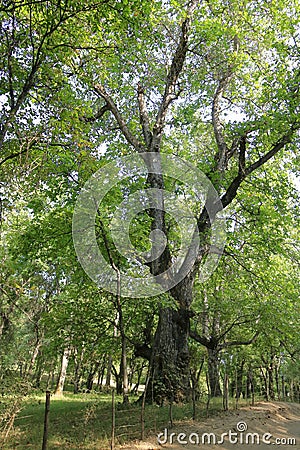 Walnut trees in a walnut forest in Arslanbob in Kyrgyzstan, Central Asia Stock Photo