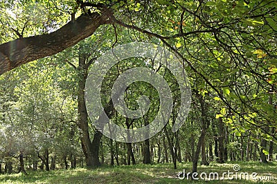 Walnut trees in a walnut forest in Arslanbob in Kyrgyzstan, Central Asia Stock Photo