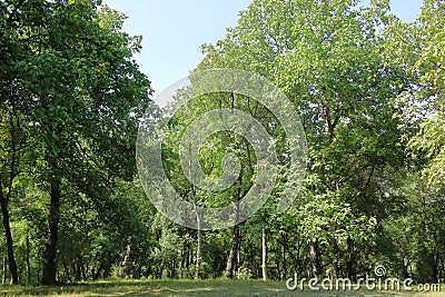 Walnut trees in a walnut forest in Arslanbob in Kyrgyzstan, Central Asia Stock Photo