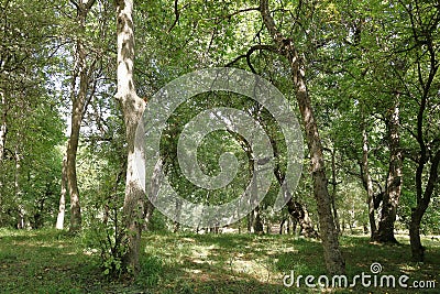 Walnut trees in a walnut forest in Arslanbob in Kyrgyzstan, Central Asia Stock Photo