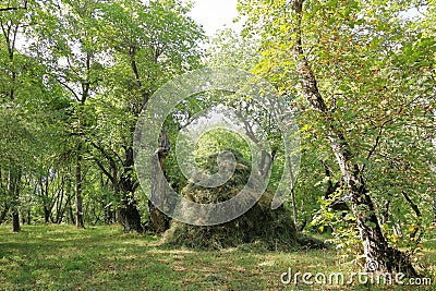 Walnut trees in a walnut forest in Arslanbob in Kyrgyzstan, Central Asia Stock Photo