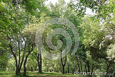 Walnut trees in a walnut forest in Arslanbob in Kyrgyzstan, Central Asia Stock Photo