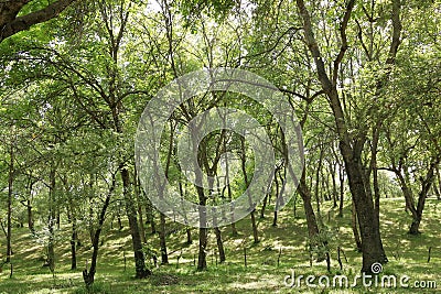 Walnut trees in a walnut forest in Arslanbob in Kyrgyzstan, Central Asia Stock Photo