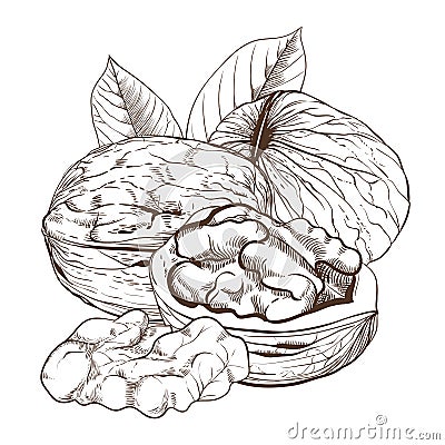 Walnut vector on white background Vector Illustration