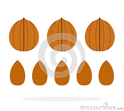 Walnuts and almonds in a shell and in a row flat isolated Vector Illustration