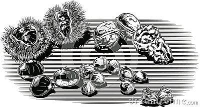 Walnuts, chestnuts, hazelnuts Vector Illustration