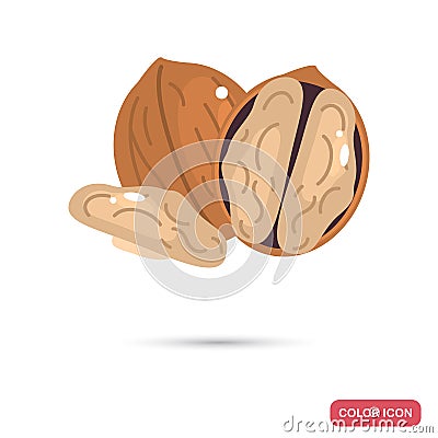 Walnuts color flat icon Vector Illustration