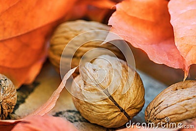 Walnuts colorful dry orange autumn leaves on weathered woof garden box, harvest, thanksgiving, halloween, fall mood, tranquility Stock Photo