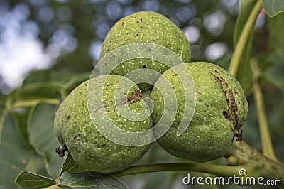 Walnuts with green husk on tree branch Stock Photo