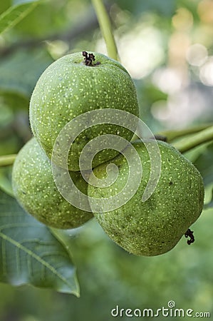 Walnuts with green husk on tree branch Stock Photo