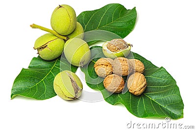 Walnuts with green leaves on a white background Stock Photo