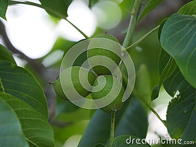 Walnuts growing in its baina until september, lerida, spain, europe Stock Photo