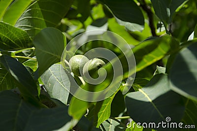 Walnuts Growing on a Tree Stock Photo