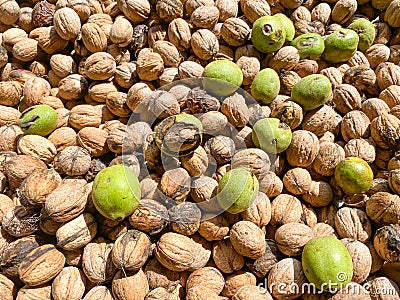 Walnuts opened the shell and the collected Stock Photo