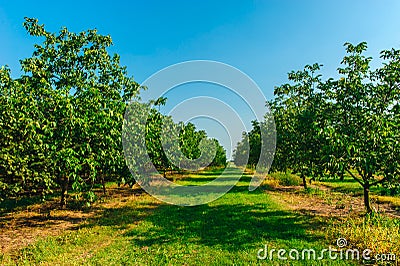 Walnuts growing in rows on the plantation Stock Photo