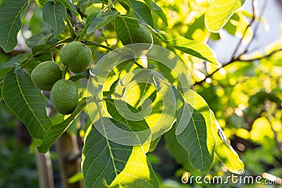 Walnuts ripen on a branch in the garden. Play of color and shade on a sunny day. Stock Photo