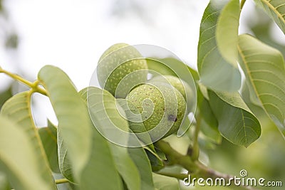 Walnuts ripen in the sun Stock Photo