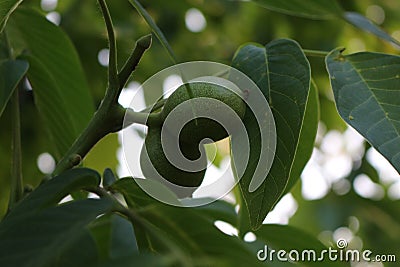 Walnuts ripen on the tree. Stock Photo