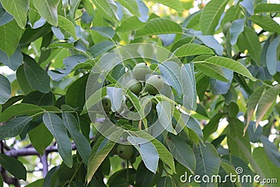 Walnuts ripen on the tree. Stock Photo