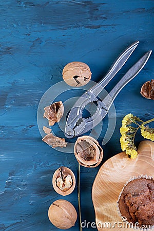 Walnuts in the shell and one peeled from the shell isolated on a blue concrete background The shells and kernels of Stock Photo