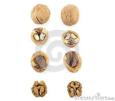 Walnuts shells and kernels are laid out in rows on a white background Stock Photo