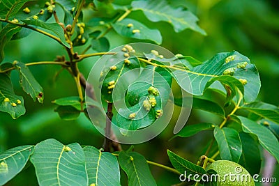 Walnuts on a tree. Disease pest on walnut leaves. Eriophyes tristriatus Nal or Nutty gall mite. Stock Photo