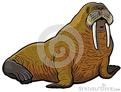 Walrus Vector Illustration