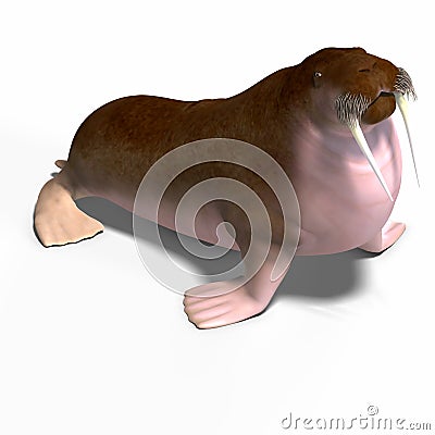 Walrus Stock Photo