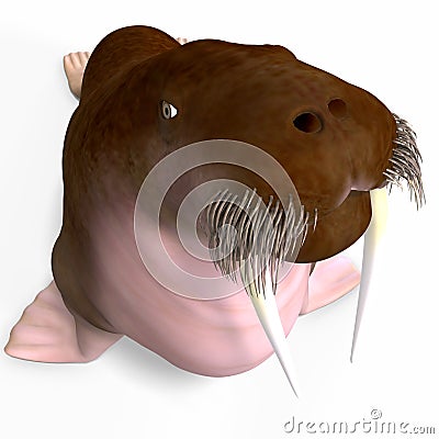 Walrus Stock Photo