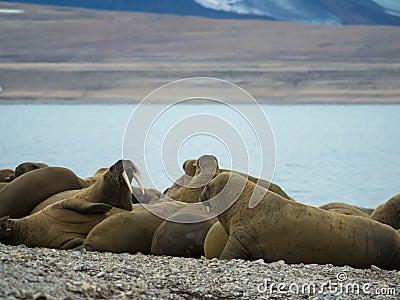 Group of large walrus on the beach in Lagoya, Svalbard, Norway. Stock Photo