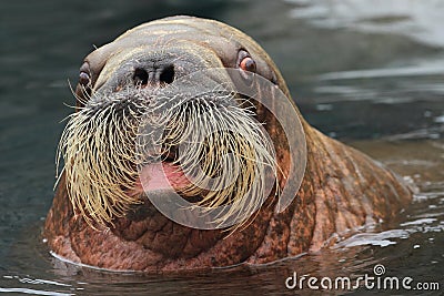 Walrus Stock Photo