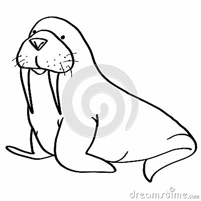 Walrus drawing Vector Illustration