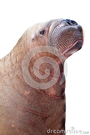Walrus isolated on white background Stock Photo